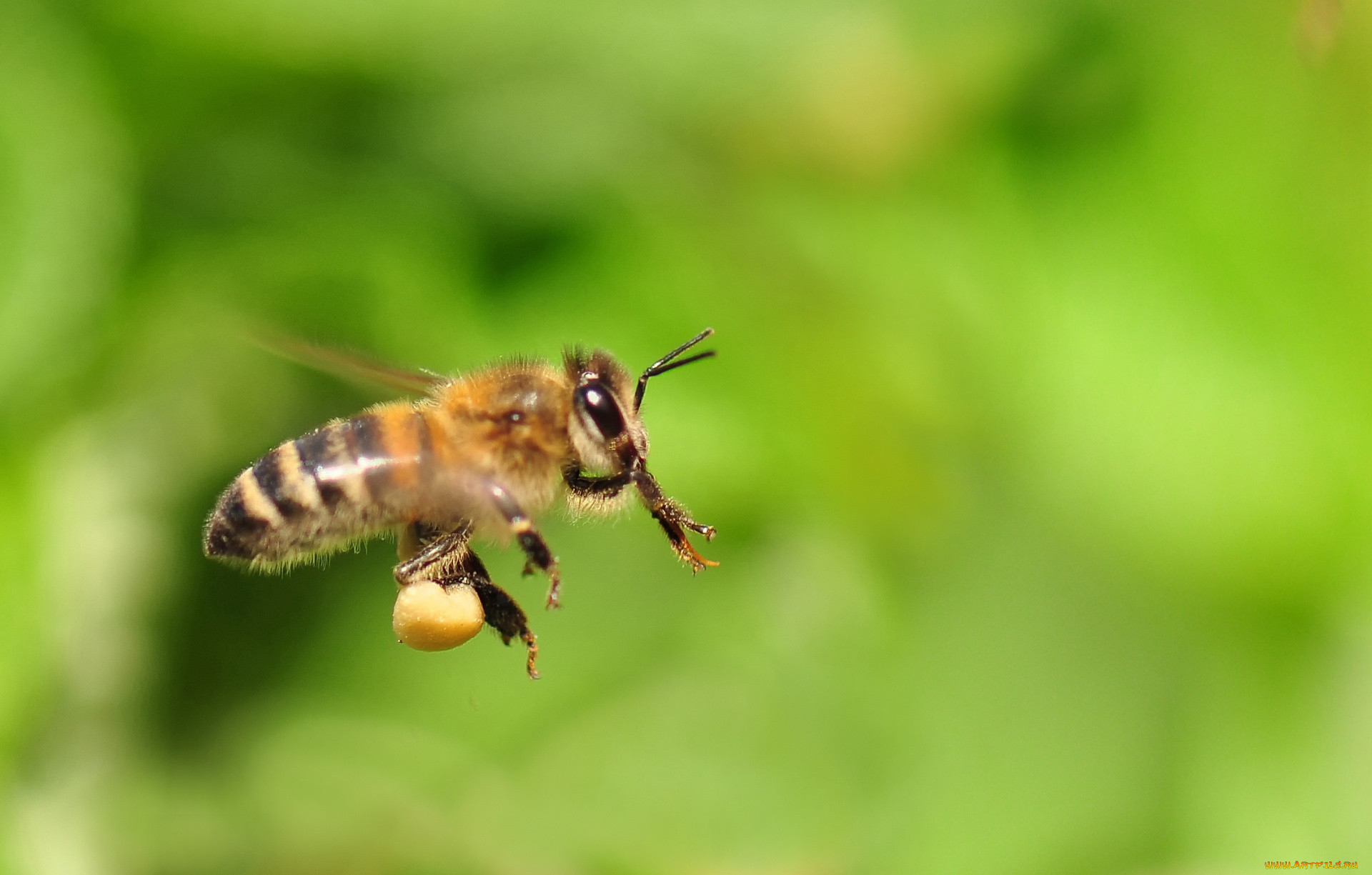 пчела в полете фото